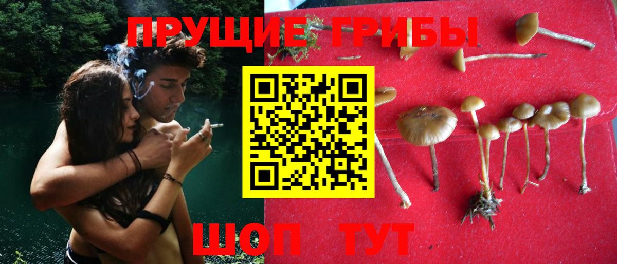 Галлюциногенные грибы MAGIC MUSHROOMS  Галлюциногенные грибы GOLDEN TEACHER  наркошоп  Новоалтайск  Вход с VPN 